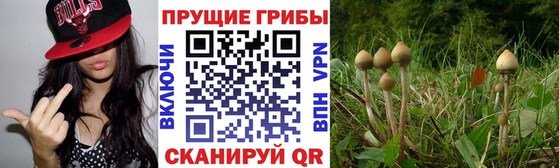 Псилоцибиновые грибы ЛСД  где купить наркоту  Курлово 
